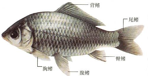从生物学角度分析:半人马是否可行? 2 v2 e199b07fd4cb715a2a80d0dc7fffbcaf 720w