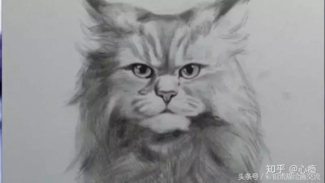 素描教程擼貓新玩法這樣擼貓你見過嗎