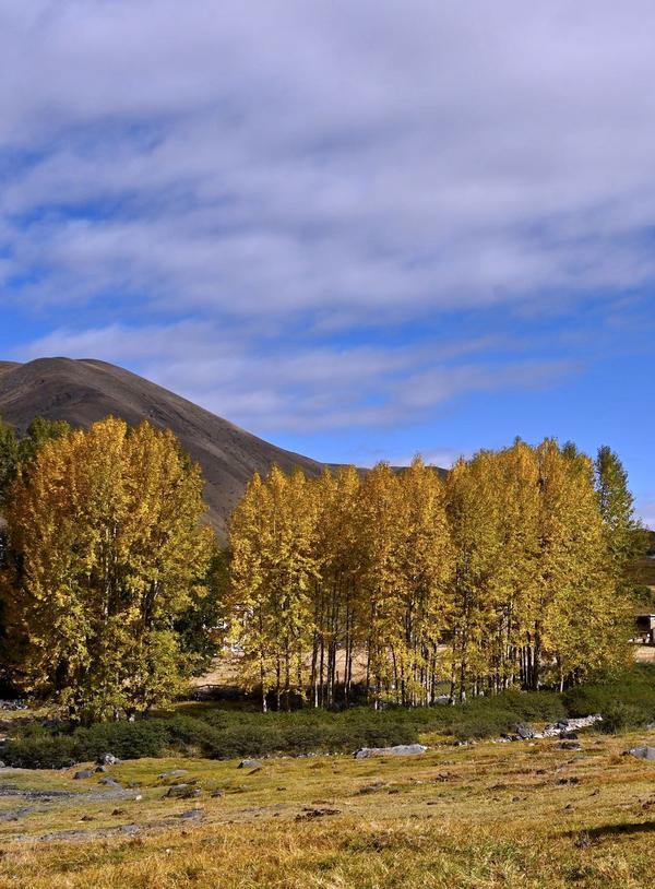 新都橋黃葉漸減束山腰苒苒飛雲色半銷