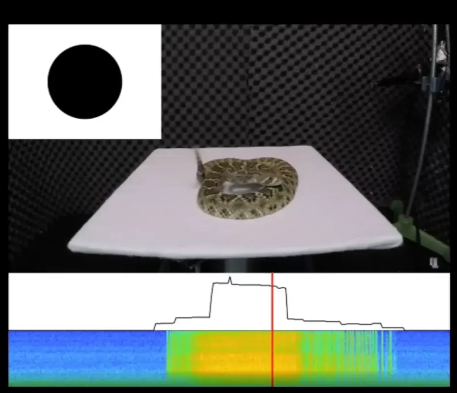 为了不伤害你响尾蛇煞费苦心