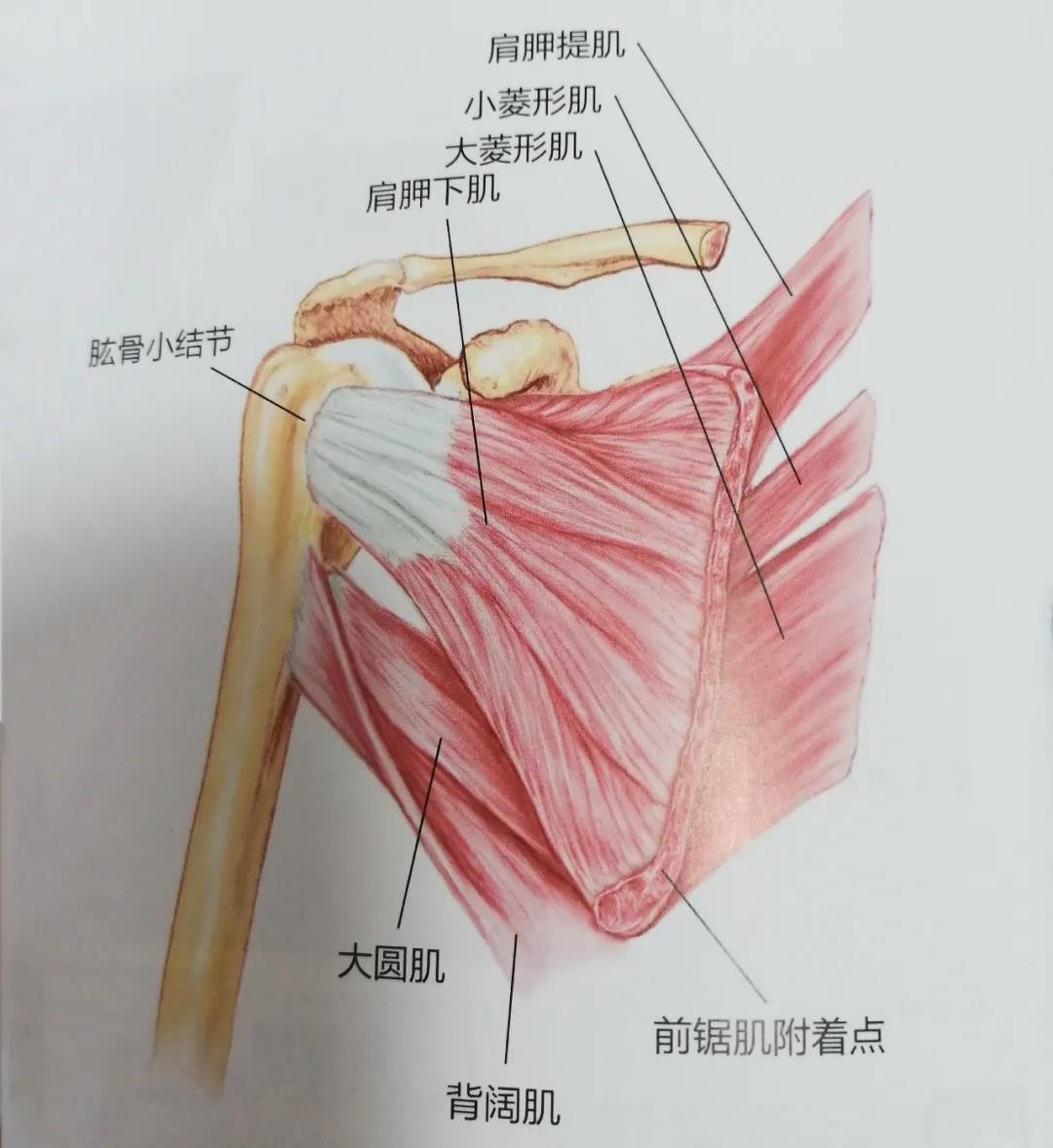 肩胛下肌之前我們已經瞭解過岡上肌,岡下肌,三角肌等肌肉與肩部疼痛的