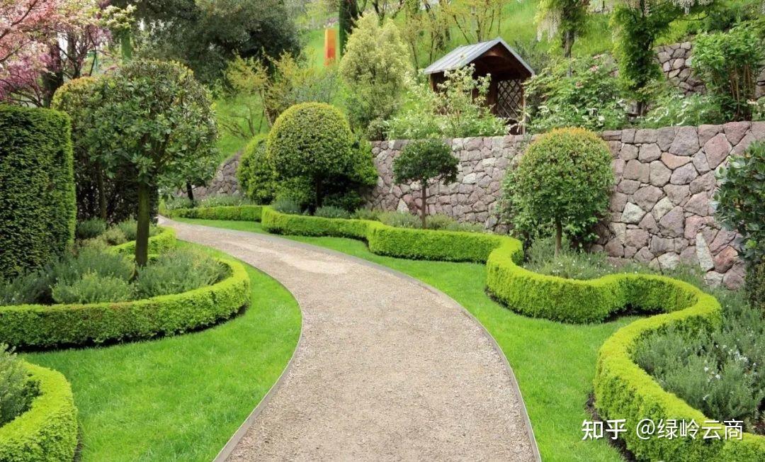 干货 | 合理选用绿篱植物,打造别样景观绿篱 - 知乎