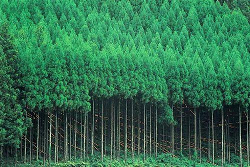 日本 花粉症大国 知乎