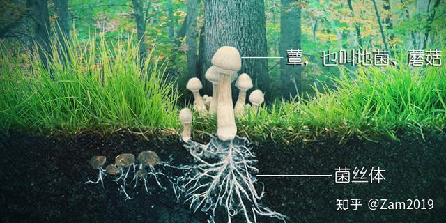 v2-e1d215759a8785a1ae11e47a665be929_r.jpg