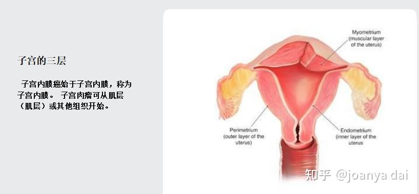 子宫内膜组织结构图图片
