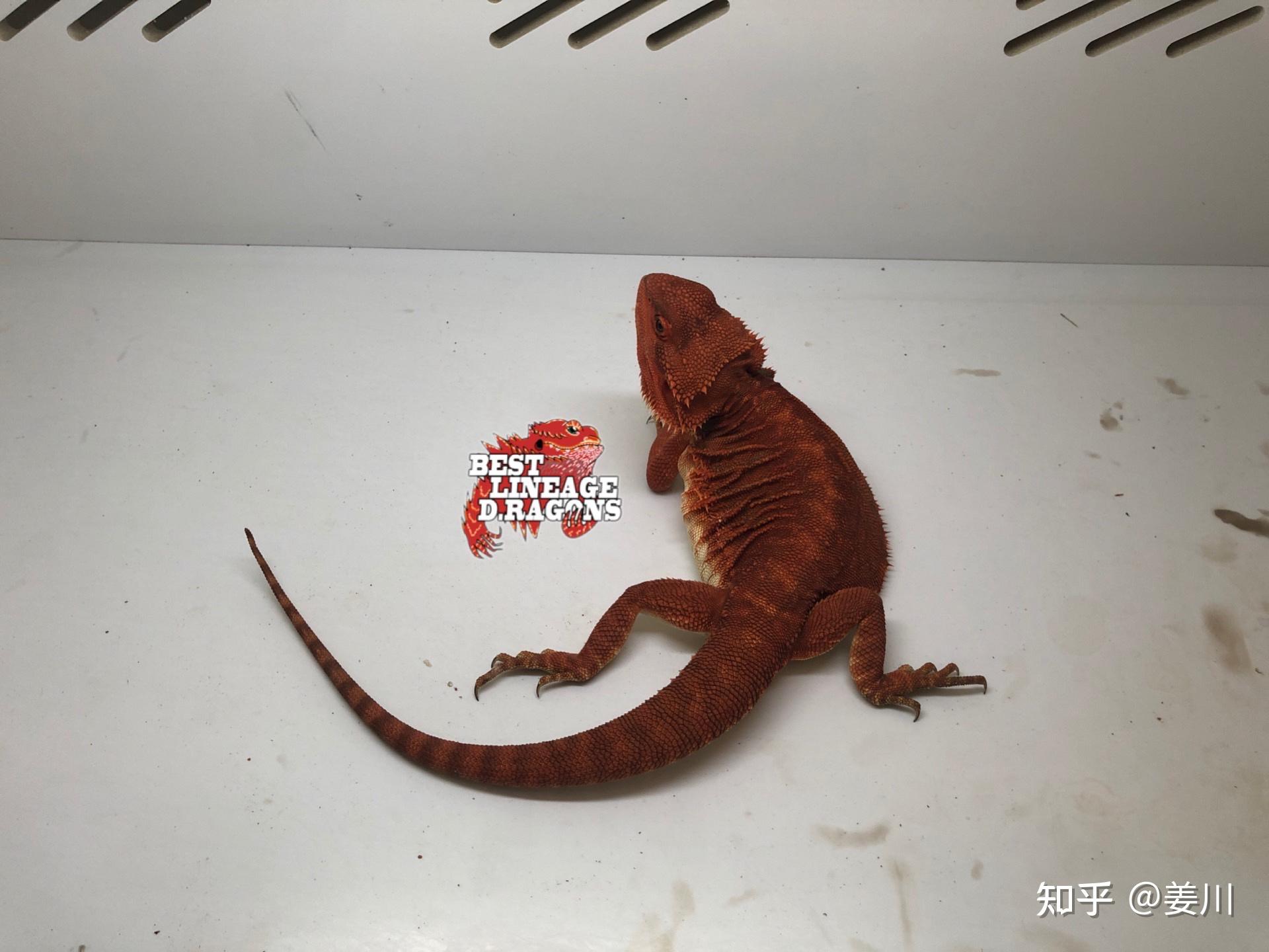 鬃狮蜥饲养指南,最全攻略,涵盖所有知识点 - 知乎