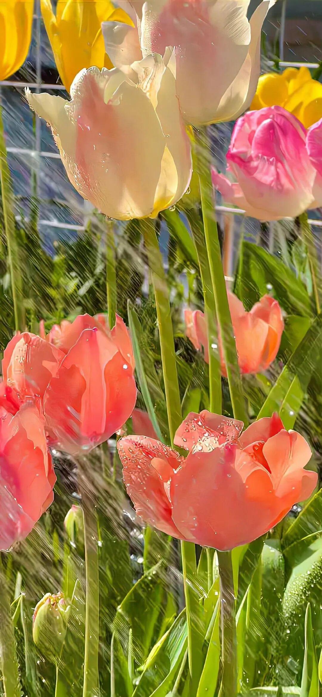 𝐒𝐡𝐚𝐫𝐞丨微信聊天背景图壁纸66张