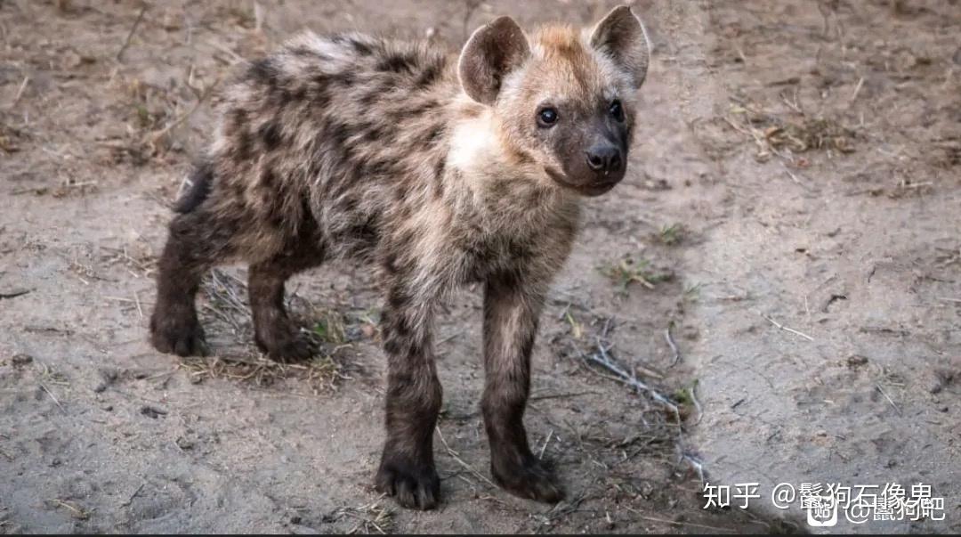 如何区分鬣狗鬓狗和野狗