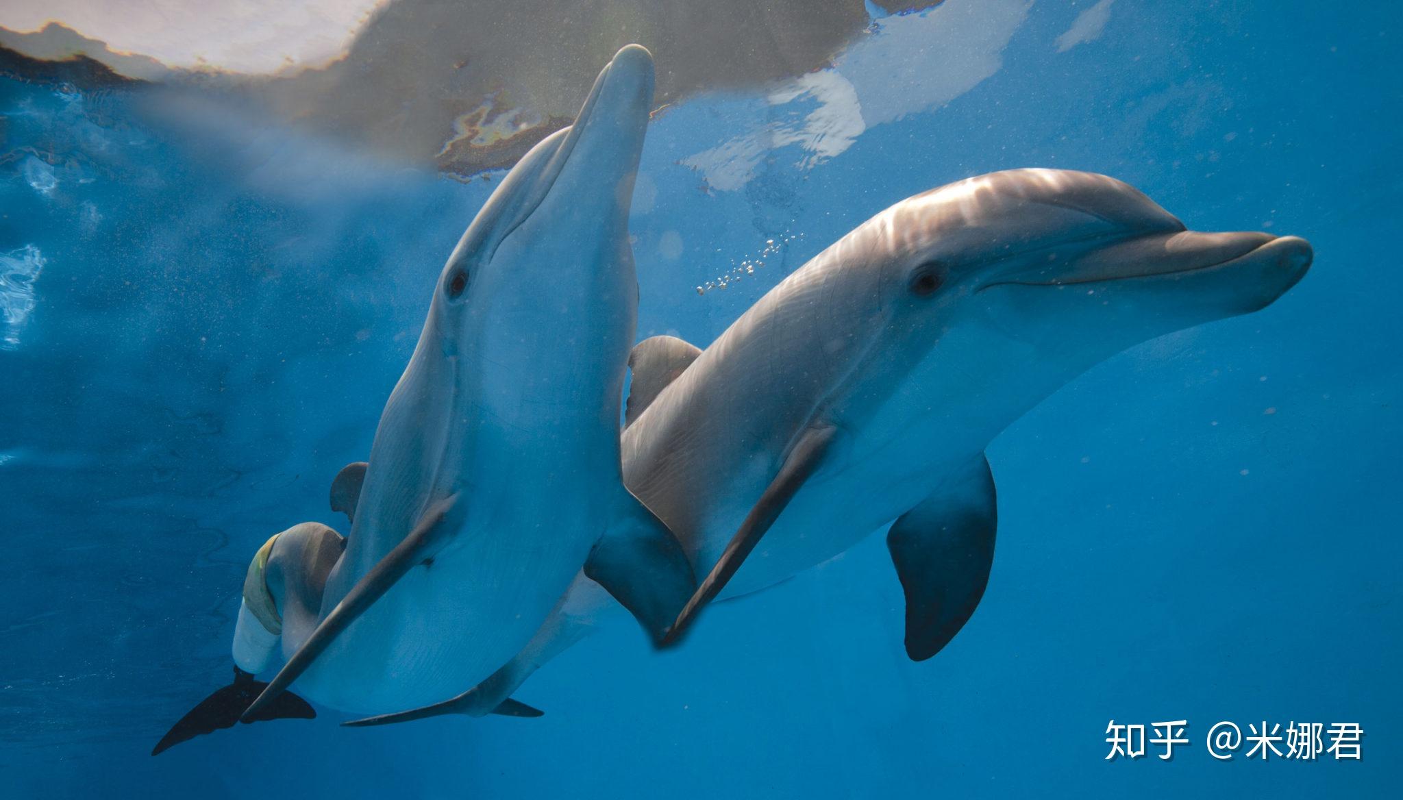 边旅行边保护地球澳洲海豚保护志愿者招募