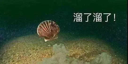 2年 一个半篮球场海域 只产4盘扇贝 现在就连审计所也想跑了 知乎