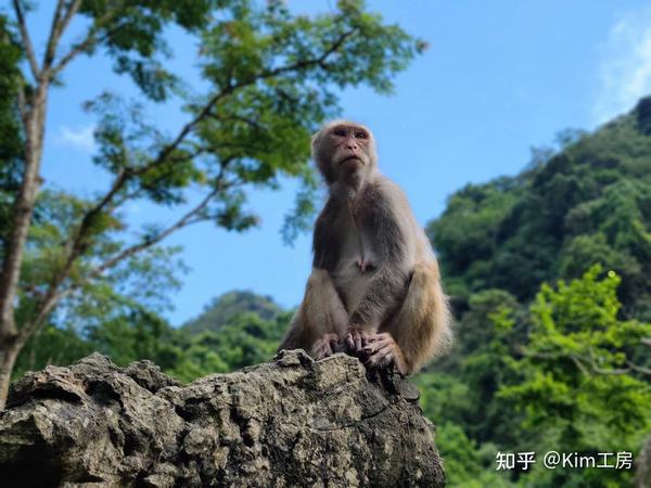 人文×溜娃×戏诸猴：广西隆安の悠闲之旅！ - 知乎
