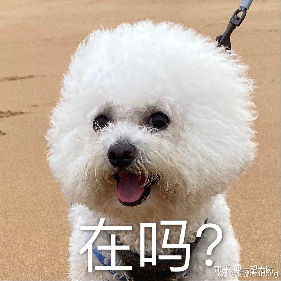 可爱的狗勾的十二宫格靓照哦 - 知乎
