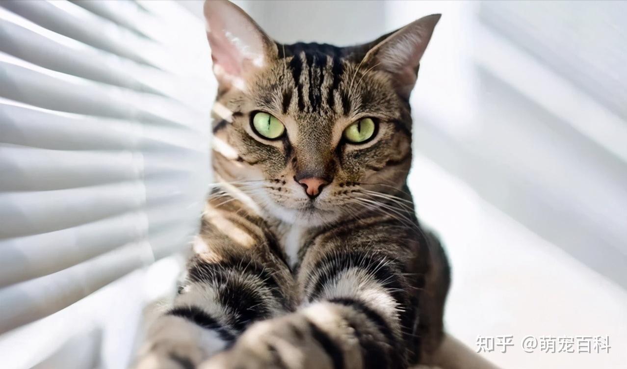 “土猫有什么好晒的”:田园猫真的不值得养吗? - 知乎