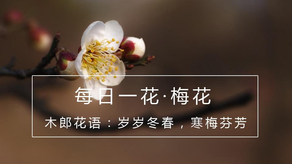 花木郎 无农药化肥的奇迹苹果 是怎么炼成的 知乎