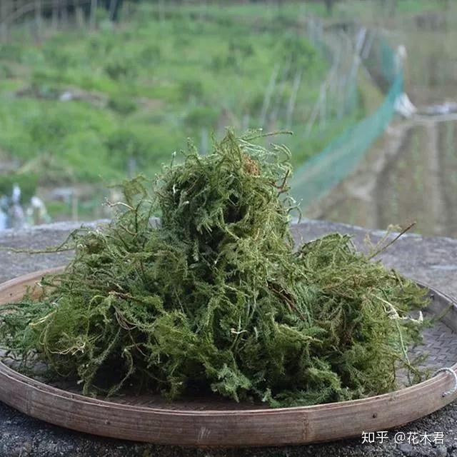 蕨类植物|石松的鉴赏与养护 - 知乎