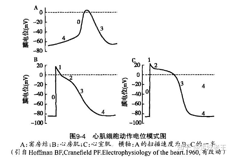 003 心电图的生理学基础——动作电位与心肌的电生理