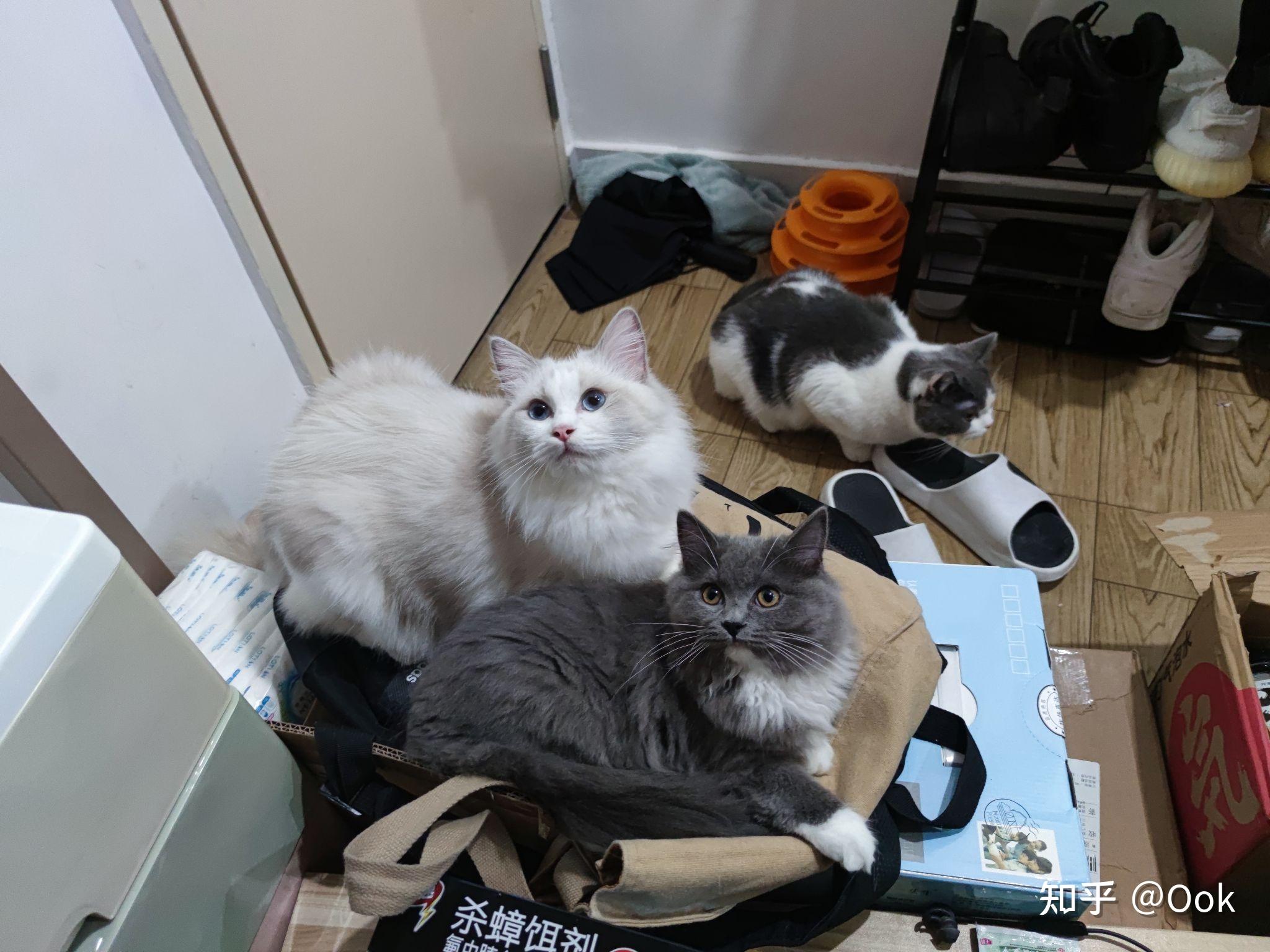 有人试过布偶猫和蓝猫配种的吗