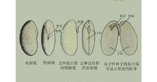 大豆籽粒探秘:形态多样,结构奇妙 - 知乎