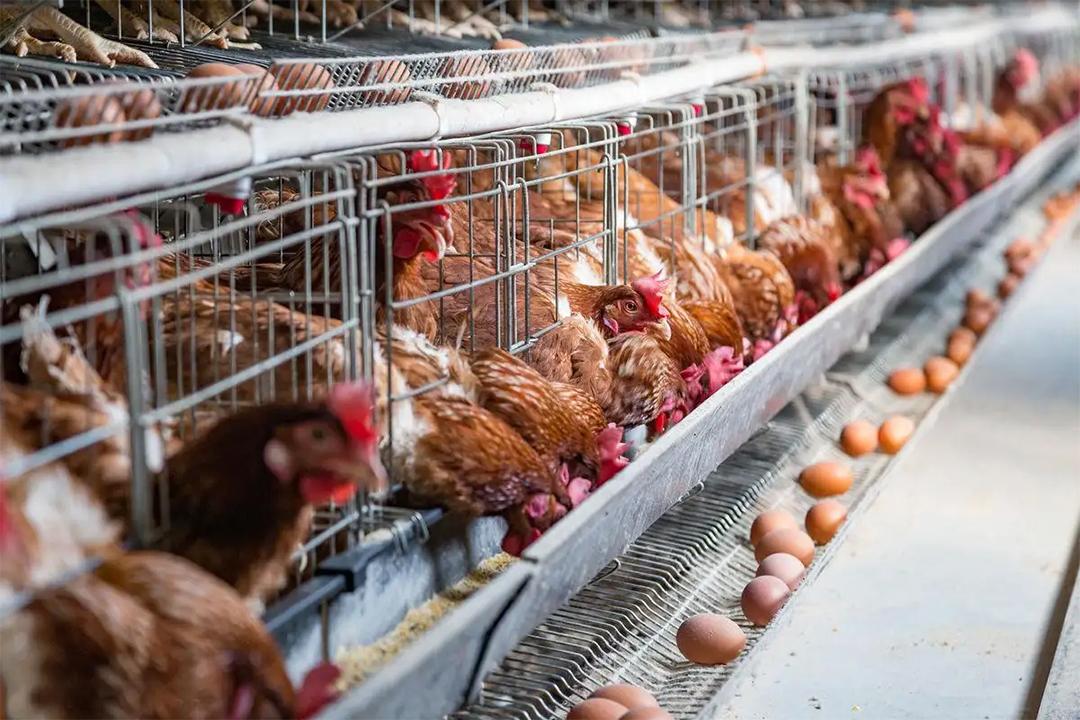 二,疫苗免疫应激对产蛋鸡产蛋性能的影响