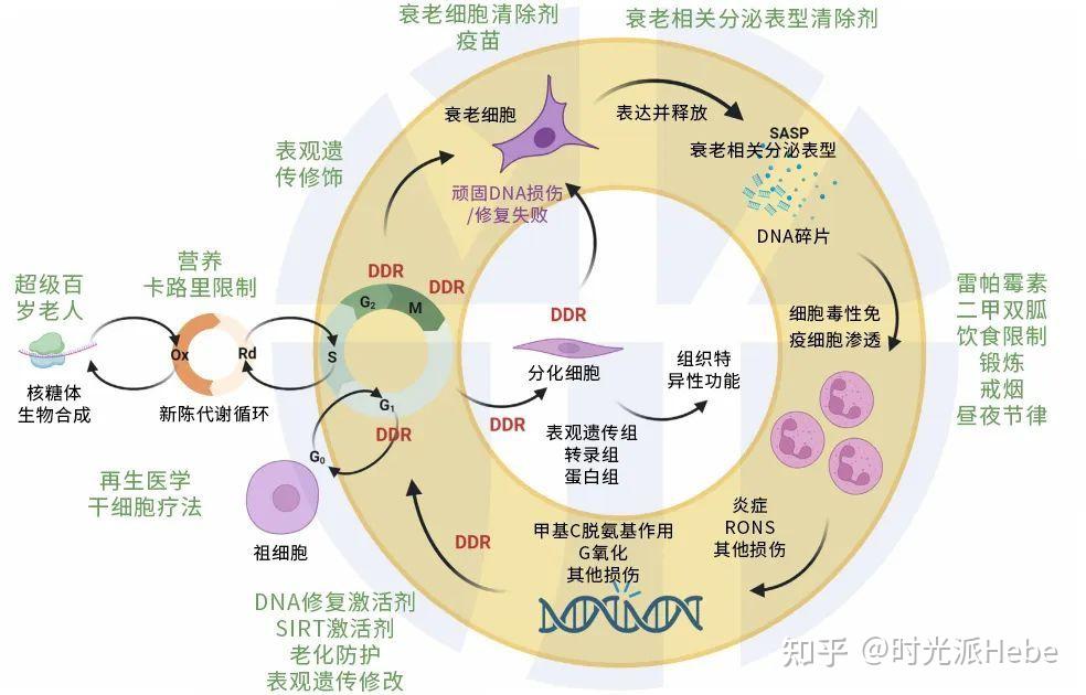 34、60和78岁衰老节点?北大韩敬东教授:身体处处挂时钟、显衰老 - 知乎