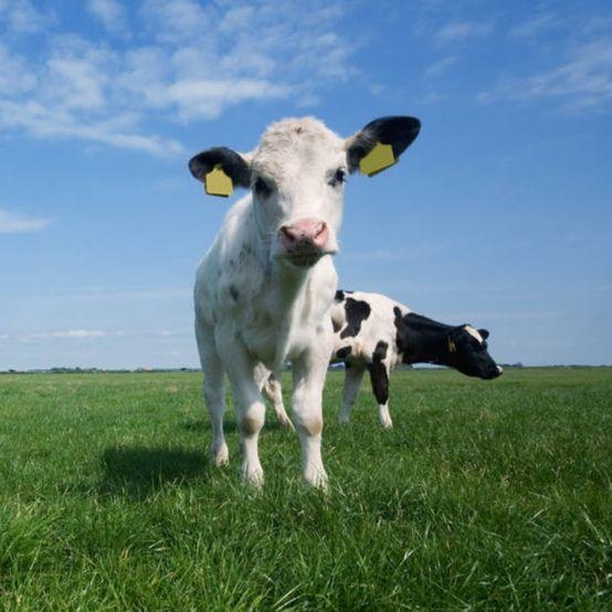 想要小牛犊的头像照片?