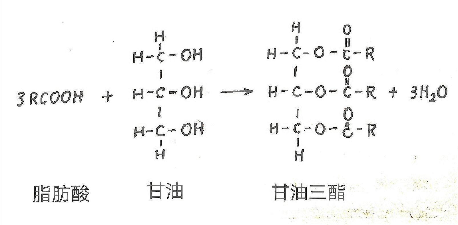 棕榈酸甘油三酯 zhuanlan.zhihu.com