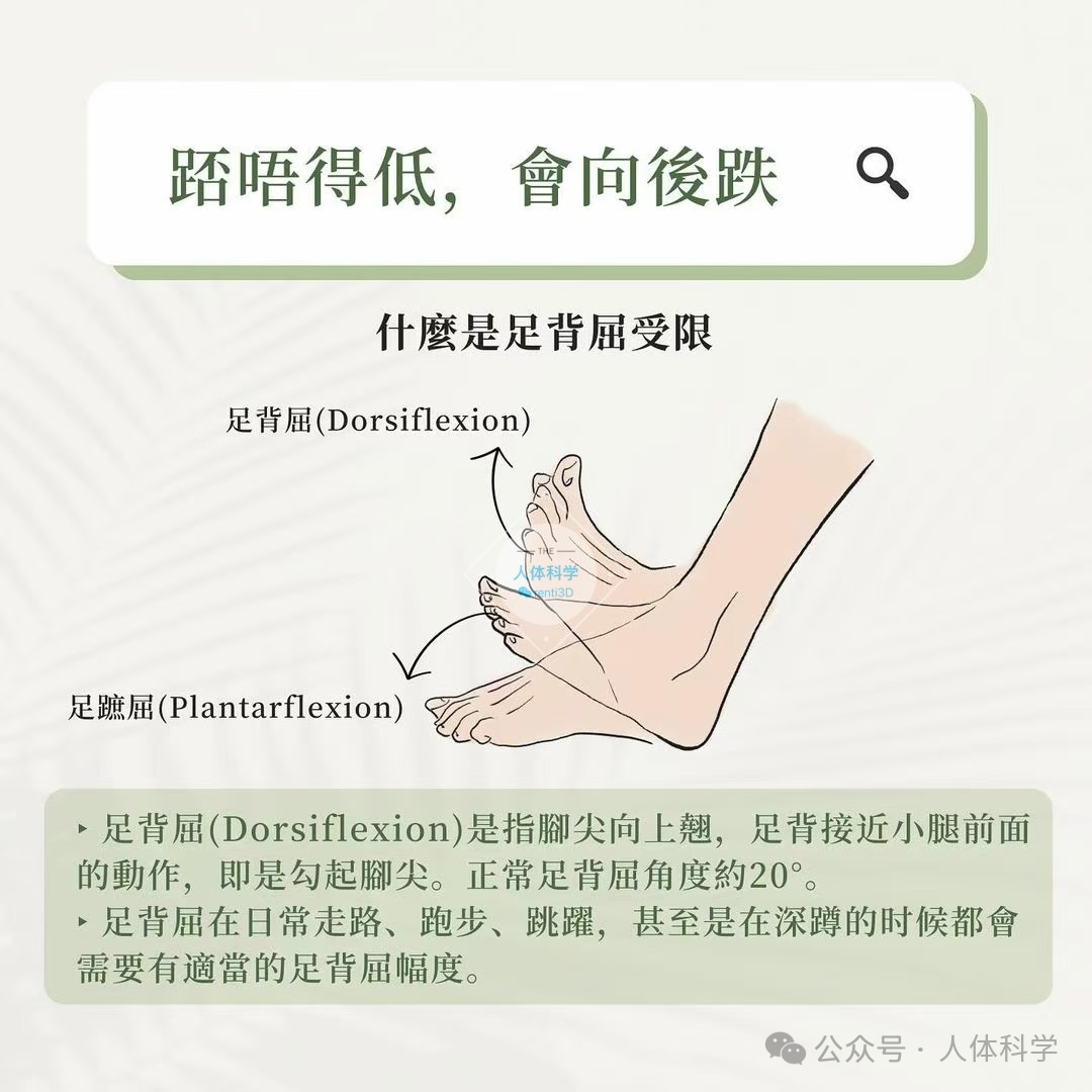 【足背屈受限】你身边有蹲不下去的人吗? - 知乎