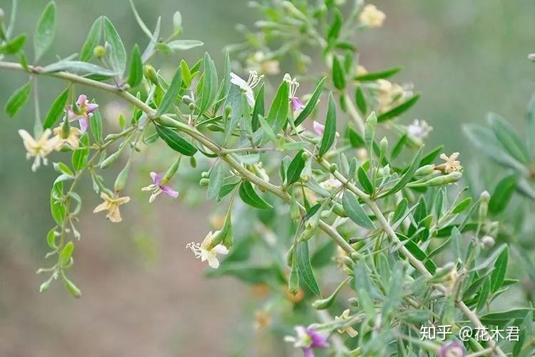 枸杞盆景为何开花多结果少或者开花不结果？ - 知乎