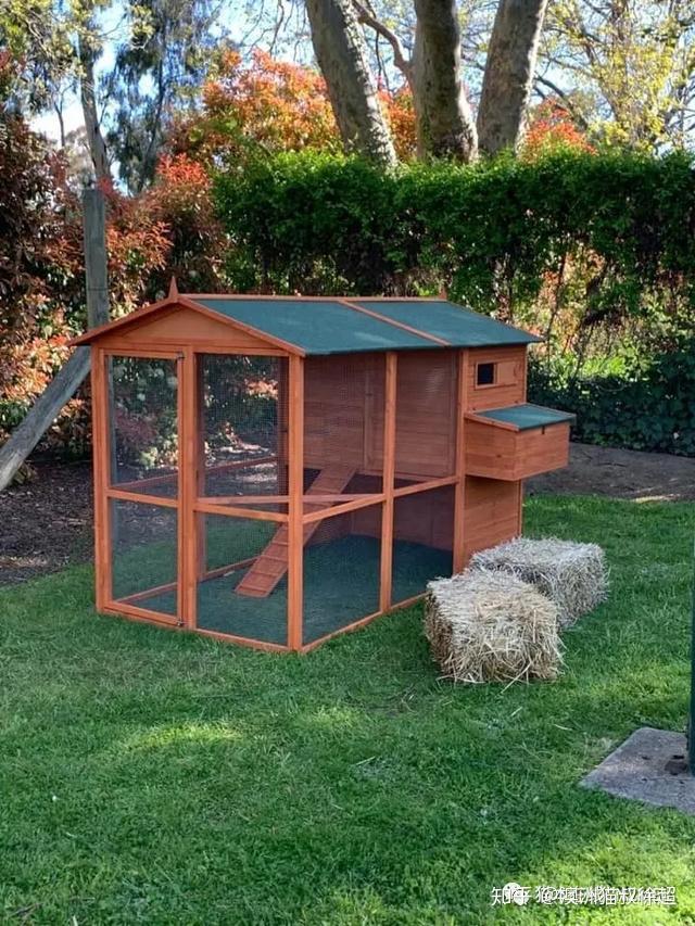 澳洲总理莫里森疫情期间在家为妻女搭建鸡窝,广受网友好评