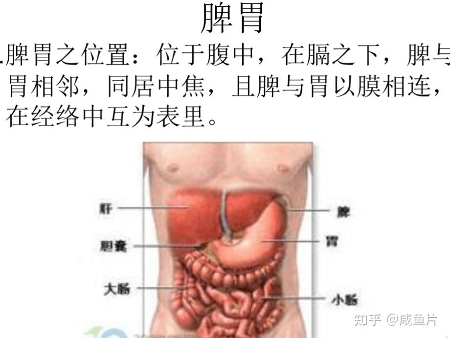 那脾和胃到底是什么关系呢?