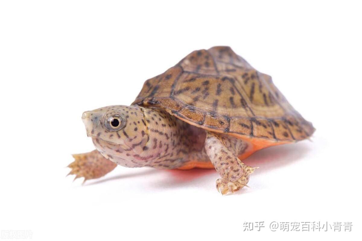 半水龟和水龟有什么区别，一文搞懂半水龟、水龟、拟水龟的概念！ - 知乎