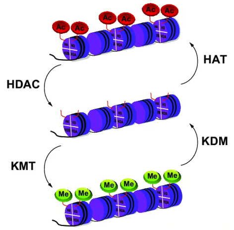 组蛋白修饰