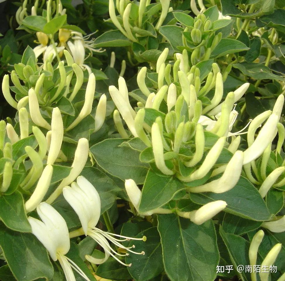 金银花：既是一蒂双花，也是夏日“解毒花” - 知乎