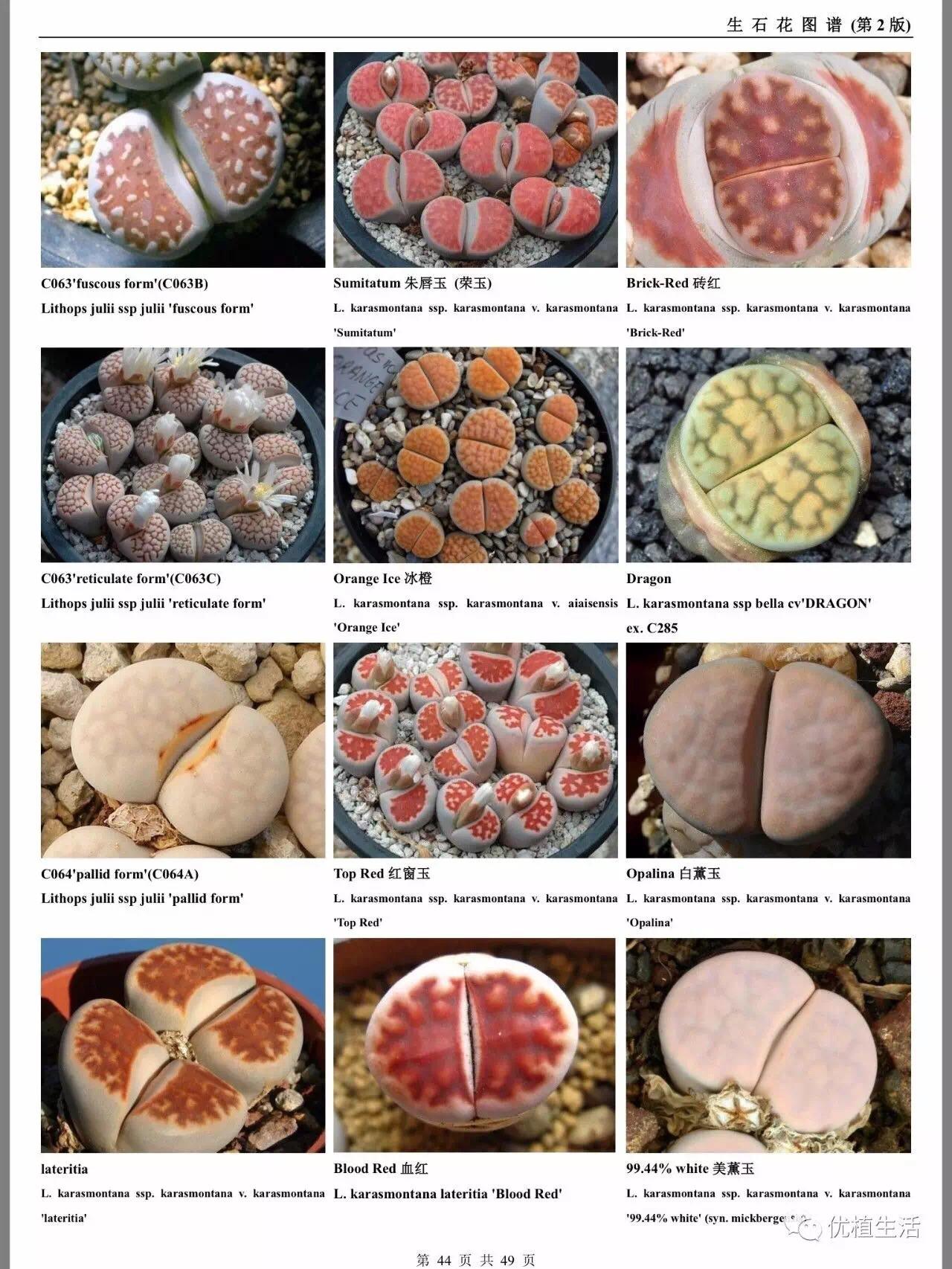 多肉植物#生石花#高清大图图鉴 - 知乎