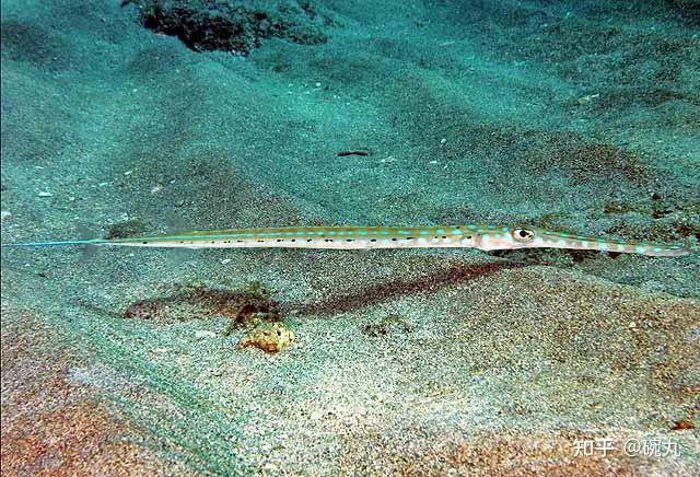 烟管鱼2米长自带吸管的鱼真的好吃吗