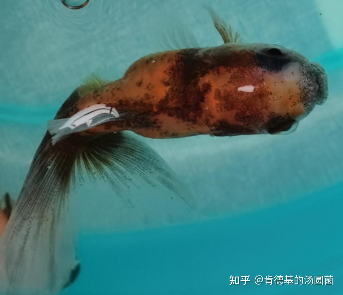 對抗金魚白點病