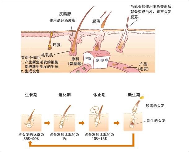 頭髮長自毛囊,位於真皮層深處,是幹細胞的存在地,只有髮根可以被稱為