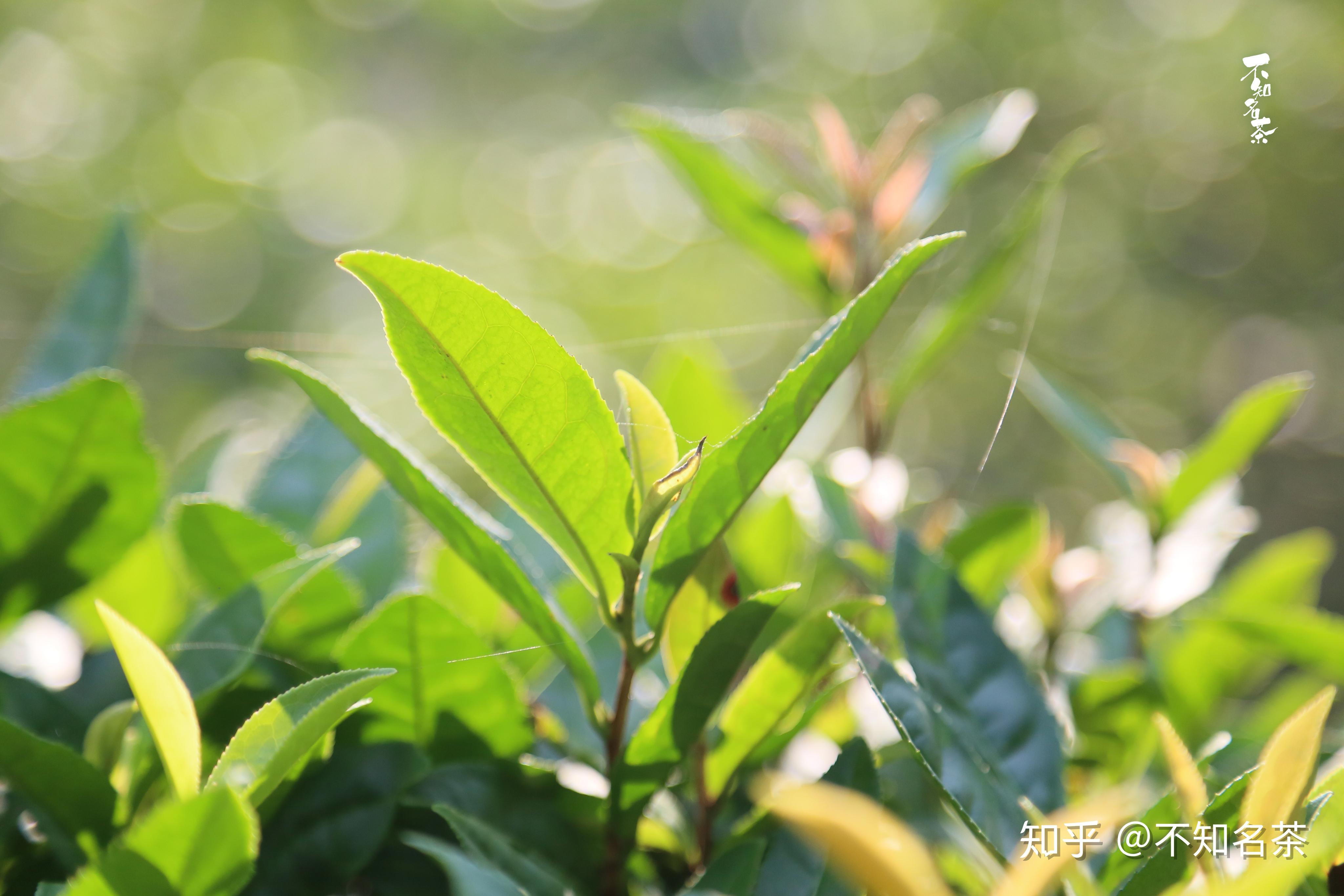 霍山黄芽茶山众筹