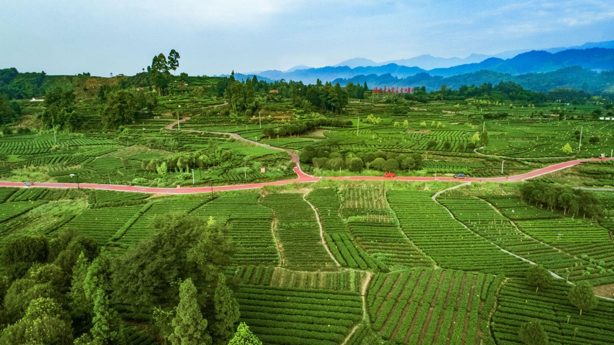 2023成都(邛崃)采茶季暨邛崃黑茶文化旅游节将于3月28日在邛崃夹关