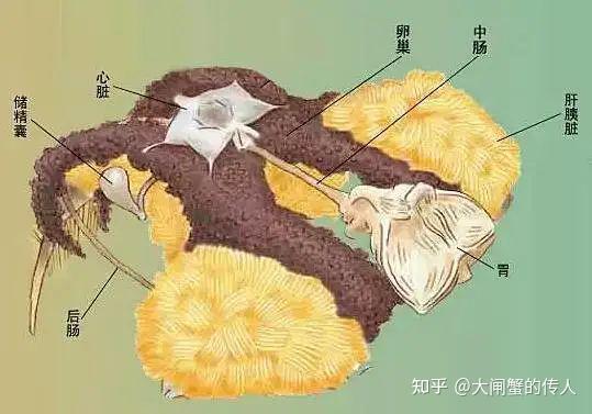 螃蟹卵怎么孵化图片