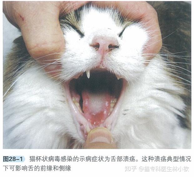 猫咪感染疱疹病毒,杯状病毒,猫衣原体,波氏杆菌后,虽然会有一些相似的