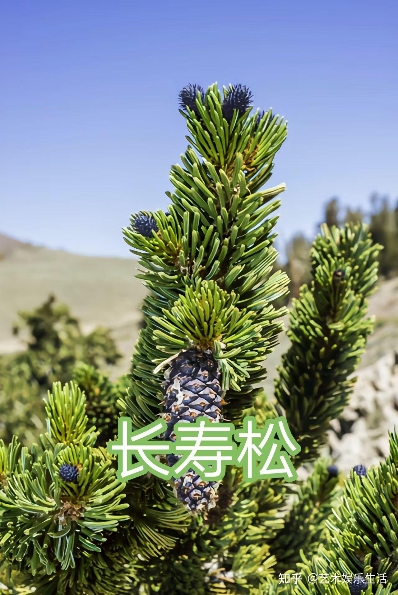 215种松科植物,最长寿的狐尾松已经活了4800岁 - 知乎