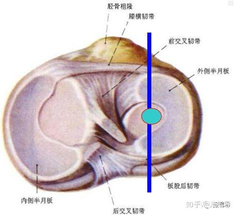 一,半月板的解剖