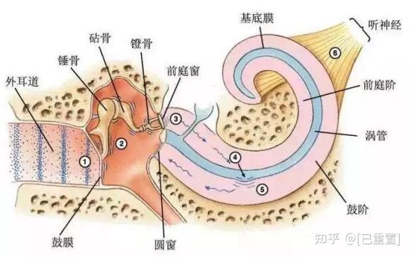 宜声听力科普之我们的耳朵是怎么来的? - 知乎