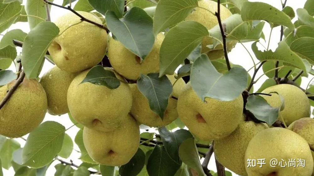 砀山酥梨：美味、营养与药用的珍贵水果 - 知乎