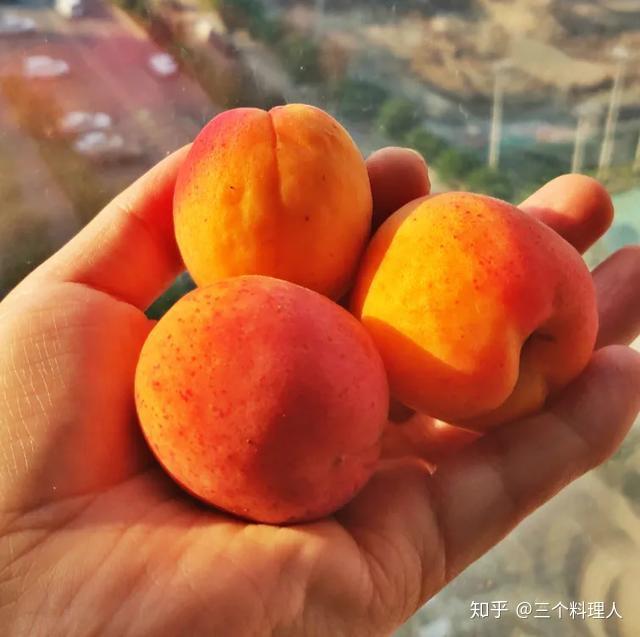 把杏吃完,留下种子,还可以做成中国最典雅的甜品 - 知乎