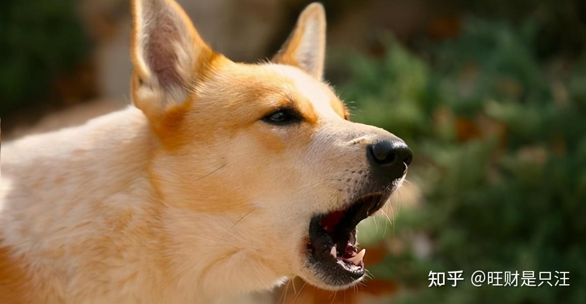 偷偷告诉你!狗狗这“7种叫声”的含义,你都懂了吗? - 知乎