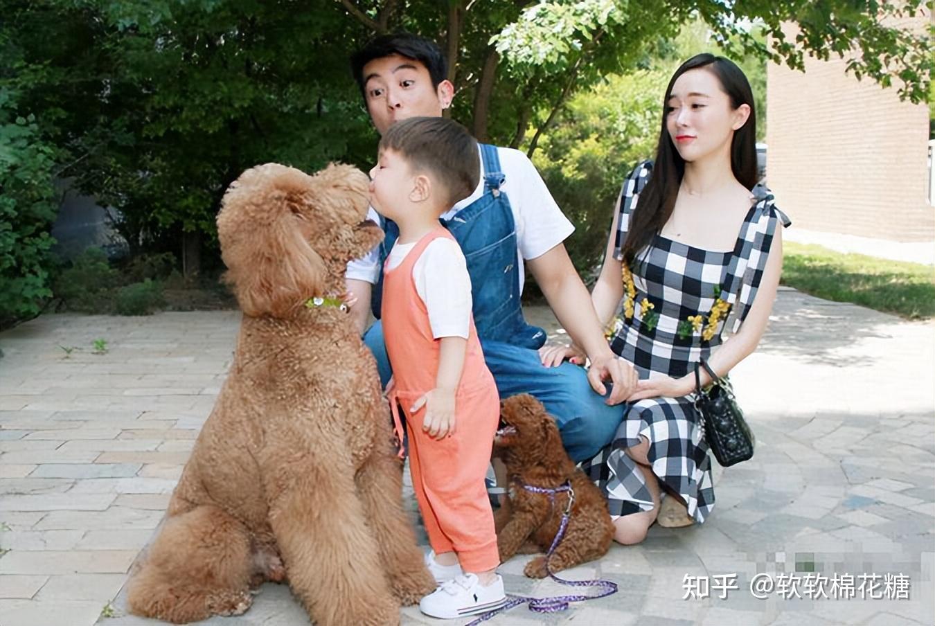 霍思燕的"巨型贵宾犬"