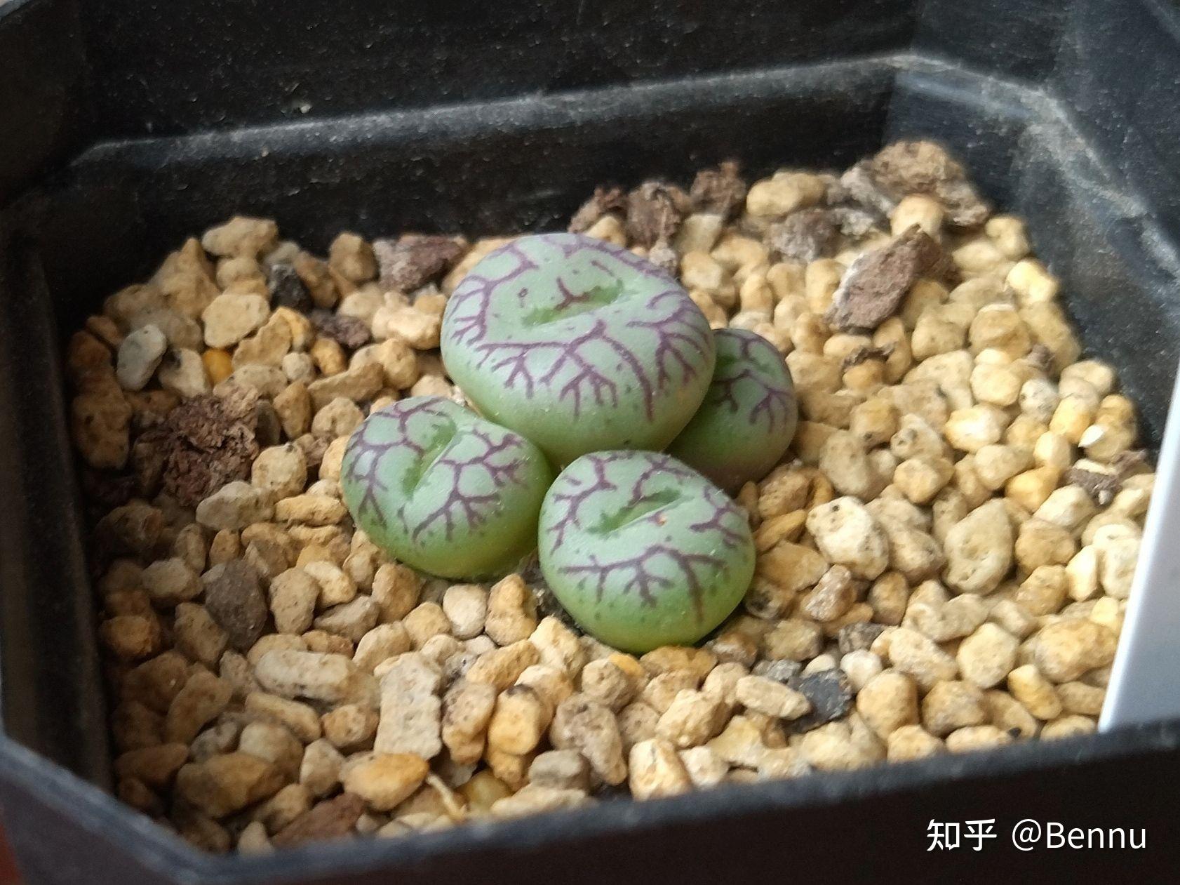 植物番杏科肉锥属清姬conophytumminimum