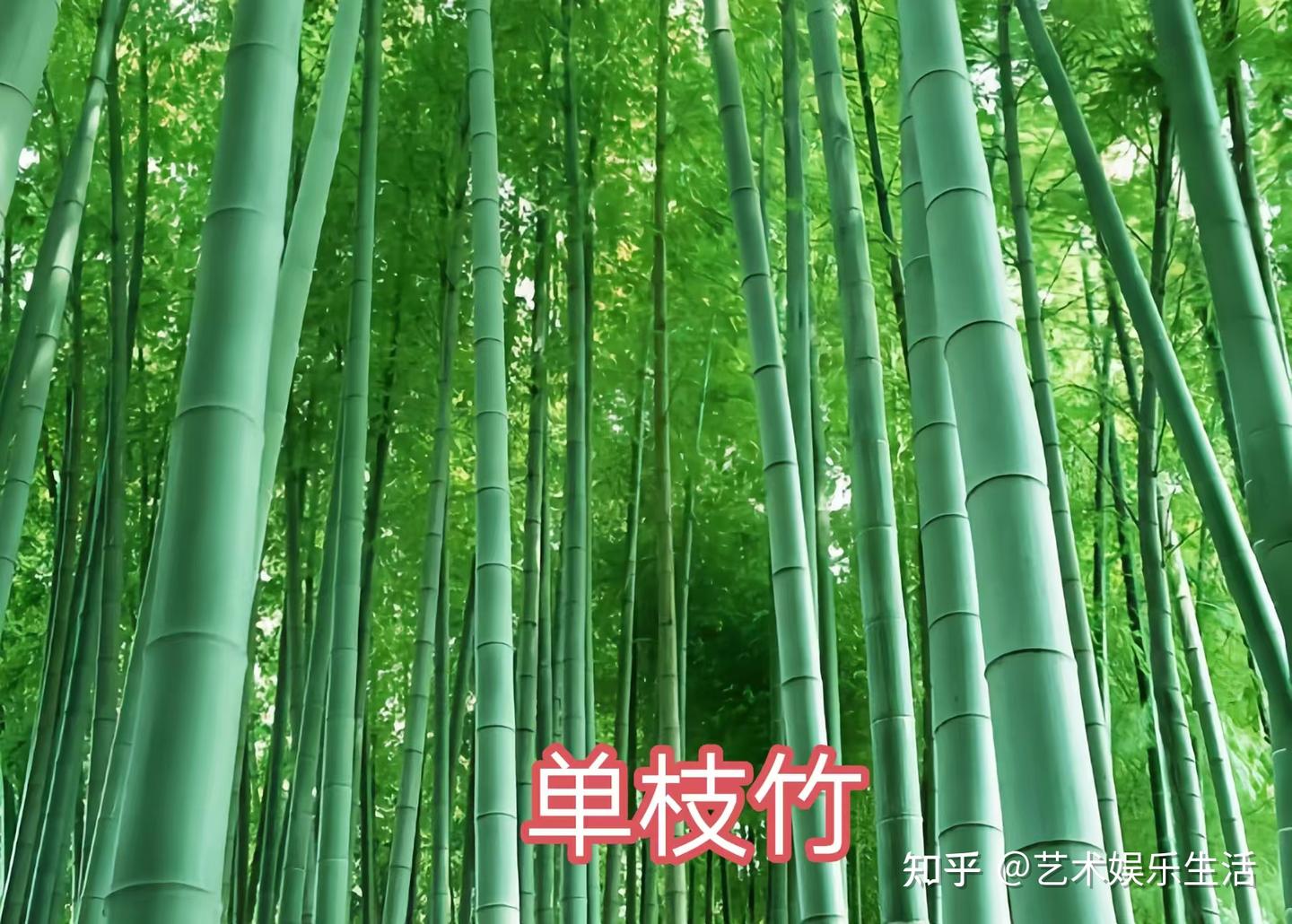 禾本科竹亚科的37种代表植物 - 知乎